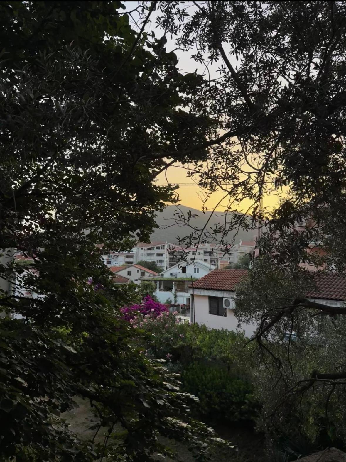 Lipa Budva